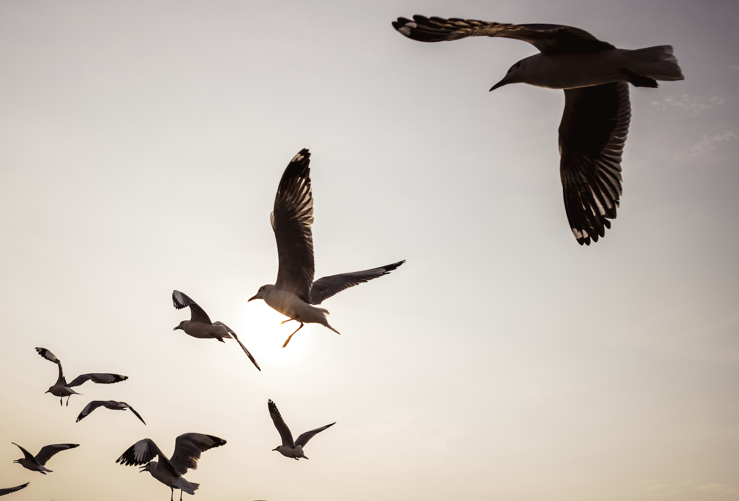 Flock of seagulls flying in the sky